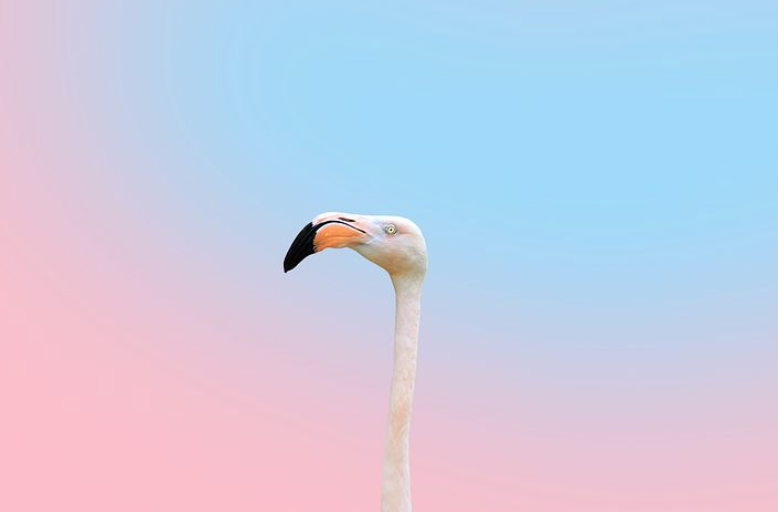 Picture of a flamingo for blog post about flamingos and contact form